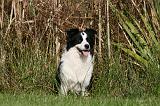BORDER COLLIE 1384